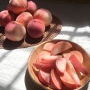 진공조 티스토리