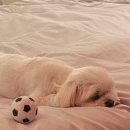 유성애견호텔 이미지