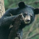 반달곰 이미지
