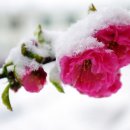 매화다리길 이미지