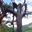 화전민촌민박 네이버블로그