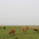 방목목장 이미지