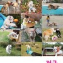 애견발자국 이미지