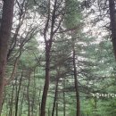 호암산잣나무산림욕장 티스토리