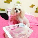 올스타동물의료센터 이미지