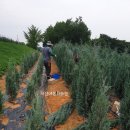 에메랄드그린 이미지