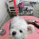 사라펫