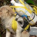 플란다스의개 이미지