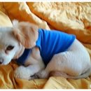 MS동물병원 이미지