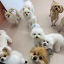 댕구르강아지유치원 이미지