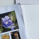 봄맞이 꽃그림 보태니컬 아트 | 보태니컬 아트 뜻·준비물·교재·비용