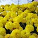 메리골드 이미지