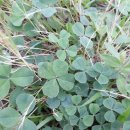 클린클로버강화점 | 두피스케일링 천연샴푸, 클린아일랜드 섬백리향 퍼퓸 샴푸