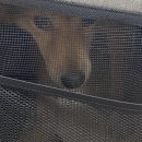 멈머다냥 | 대구수제간식 애견간식 강아지 간식 전문 샵 멈머다냥 후기