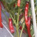 천지농원 이미지