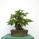 소사