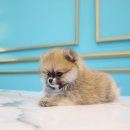 도그마루 강아지 고양이 분양 여주·원주점 네이버블로그