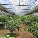 서홍농장 | 망고나무 새순 키우기