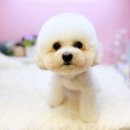 도그플러스 애견미용 이미지