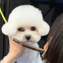 대구애견미용학원 캄애견미용학원 성서이곡점 다녀온 후기