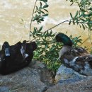 돼지와유황오리 이미지