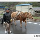 소달구지 이미지