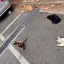 고양이이야기