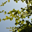 서울청파초등학교 이미지