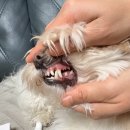 스마트덴탈솔루션 | 본그린HAp 덴탈 스프레이 강아지 고양이 본그린HAp 덴탈치약