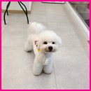 그린펫그루밍 이미지