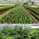 성천농장 이미지