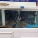 거북횟집 이미지