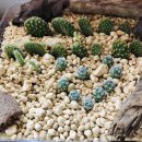 선인장여관 이미지