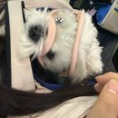 아이엠독 | 부산펫쇼 1일차 1/23 방문후기