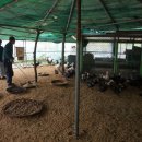 기러기민박 이미지