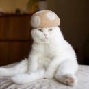 고양이 모자 이미지