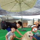 강아지 테마파크 이미지