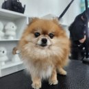 보람애견미용 이미지