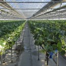 금실농장 이미지