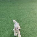 댕시락 | [용인/수지] &#39;카페댕스&#39; 이구역 핫한 댕댕이 다 모인 애견카페