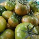 토마토2 이미지