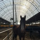 서평1길 | 오송역 외승 클럽 킴스승마클럽 후기