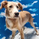 연기119지역대 이미지