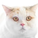 우아펫 대전점 | 대전고양이분양 브리티쉬숏헤어 첫인연