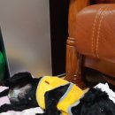 황하동물병원 이미지