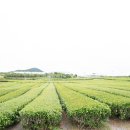 서광서리 이미지