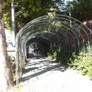 서울혜화초등학교 Daum카페