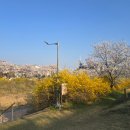 수도침례신학대 | 대전 벚꽃 명소 죽동 공영주차장 근처 벚꽃길 산책 후기