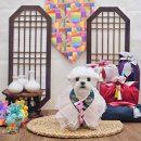 예쁘개 | 상동애견미용 잘하는 곳! 오늘예쁘개 상동점 방문 후기