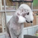 달이네 애견미용실 이미지